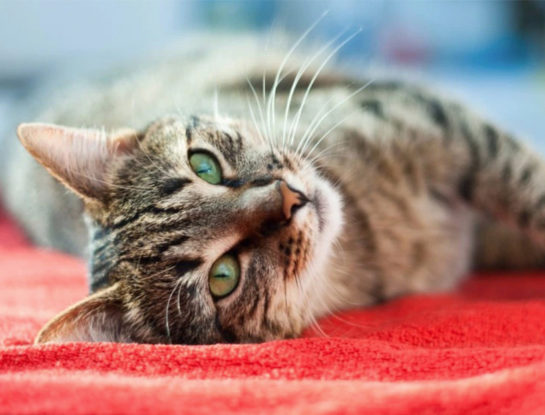 Día Internacional del Gato: todos los beneficios de convivir con felinos