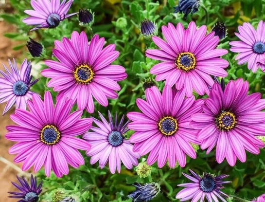 Margarita africana: la flor perfecta para llenar de color tu jardín