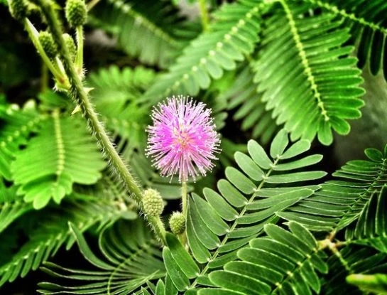 Mimosa sensitiva: una planta que aprende, recuerda y tiene el poder de moverse rápidamente