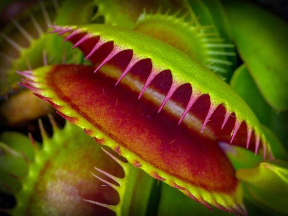 recomendar Omitir Untado Datos curiosos sobre la venus atrapamoscas: la planta carnívora con  «cerebro» – Revista Para Ti
