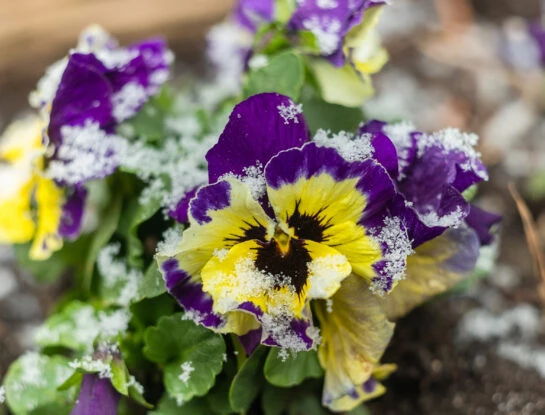 Plantas y flores: 5 especies que pueden sobrevivir al frío