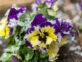 5 plantas y flores que pueden sobrevivir al frío del invierno
