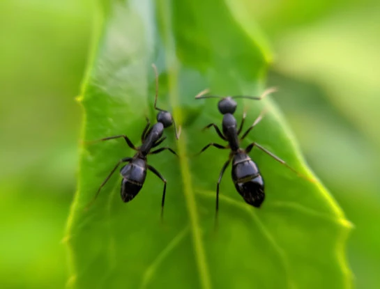 #ManualDeJardinería: cómo eliminar y prevenir la aparición de hormigas en el jardín