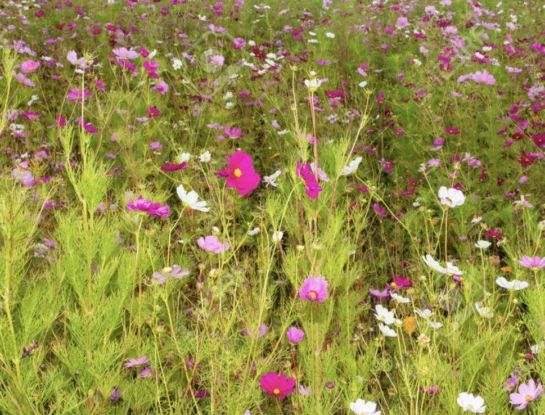 Cosmos: la planta con múltiples flores perfecta para llenar de color tu casa