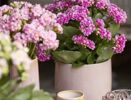 Todo lo que tenés que saber sobre la kalanchoe blossfediana: la suculenta de interior que está de moda y que decora tu casa