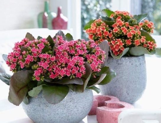 Kalanchoe: una planta fácil de cuidar y perfecta para decorar cualquier rincón de la casa