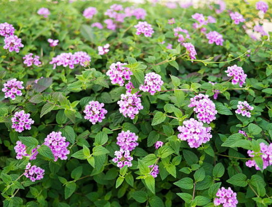 Lantana rastrera: la planta fácil de cuidar que está de moda para decorar el jardín