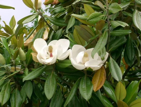 Magnolia: un árbol delicado perfecto para perfumar y llenar de vida el jardín