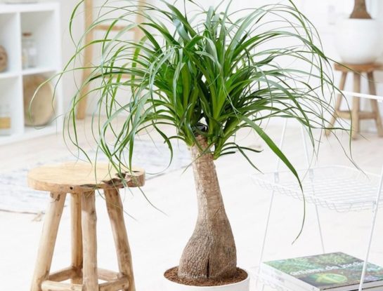 Pata de elefante: la planta ideal para darle un aire rústico y exótico al espacio