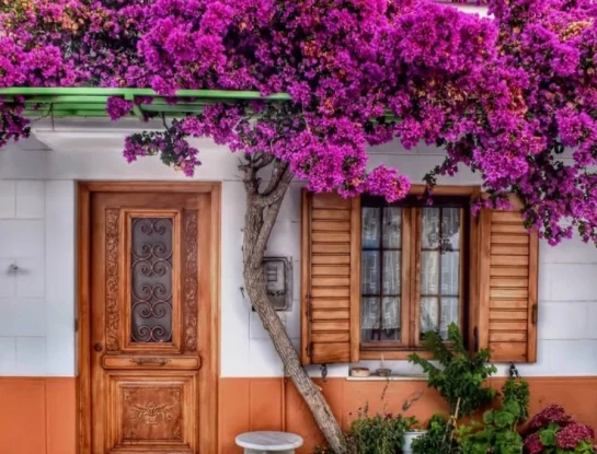 Santa Rita: curiosidades y cuidados sobre la planta más trendy para decorar el jardín