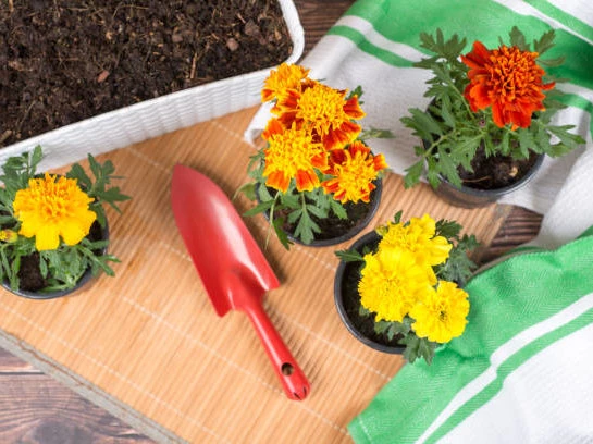 Caléndula: la flor medicinal ideal para decorar balcones y terrazas