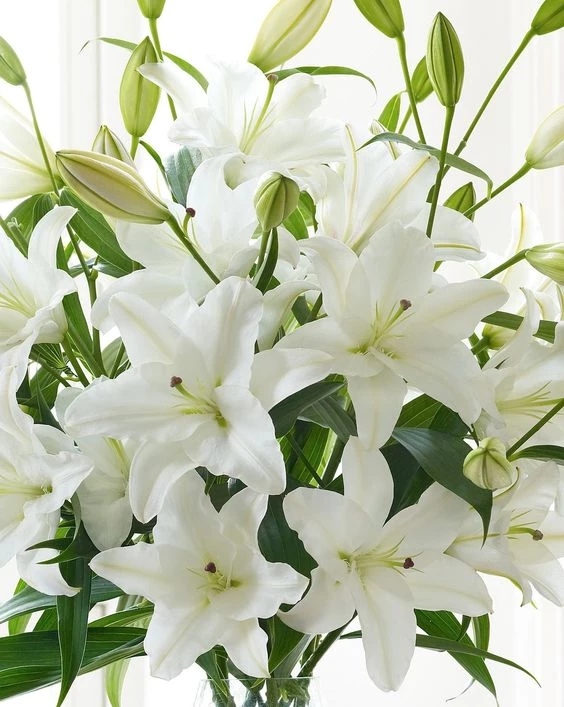 Lirio o azucena: curiosidades y cuidados de la delicada flor que atrae la  buena energía según el Feng Shui – Revista Para Ti