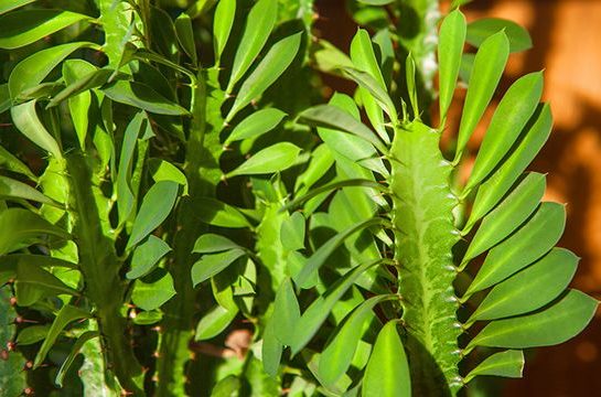 Euphorbia trigona: una de las suculentas del momento para decorar interiores y exteriores
