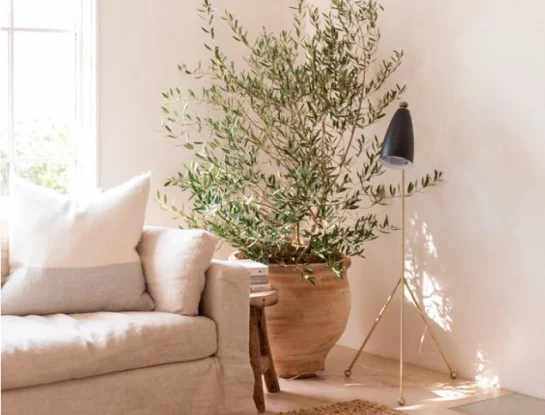 Tener un olivo en el interior de tu casa es tendencia deco 2022