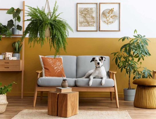 7 plantas de interior que tenés que evitar si tenés mascotas