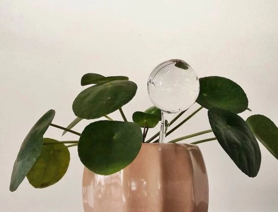 Gota de agua: el pequeño objeto de diseño que decora y cuida las plantas