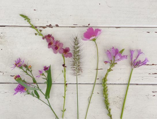 6 plantas con flor violeta, ideales para decorar con elegancia y delicadeza el jardín