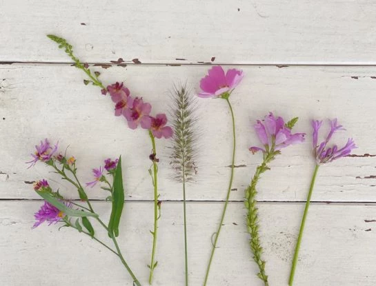 6 plantas con flor violeta, ideales para decorar con elegancia y delicadeza el jardín