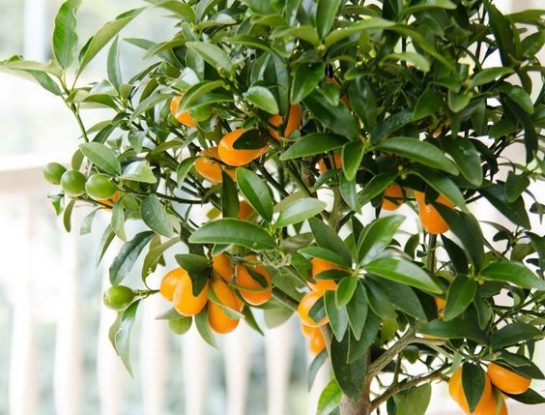 El naranjo es el nuevo árbol preferido de la decoración natural