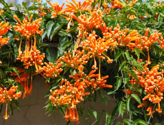 Flor de San Juan: así es la planta trepadora que atrae colibríes y florece en pleno invierno