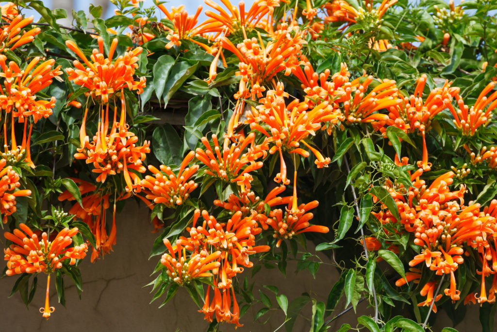 Planta De Flor Naranja () Planta De Flor Naranja