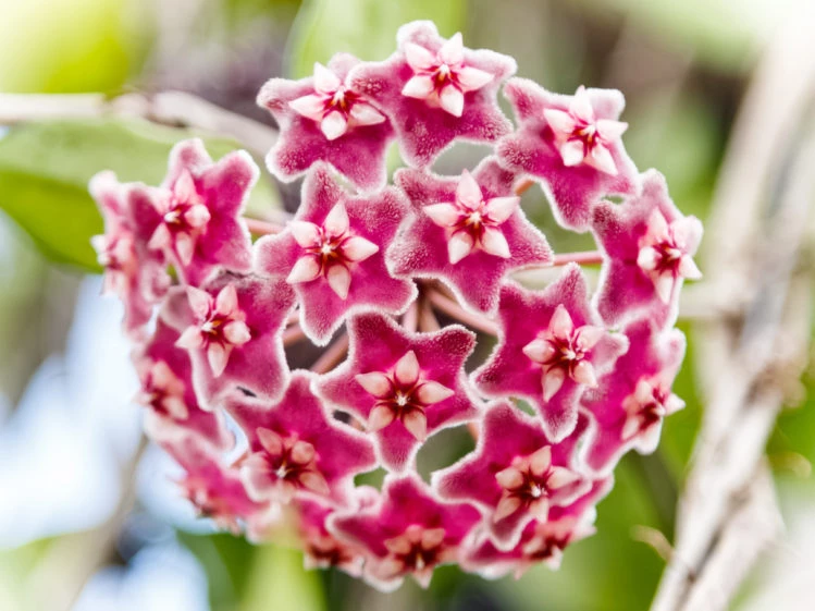 Flor de nácar: la planta trepadora con flores que parecen de porcelana –  Revista Para Ti