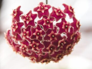 Flor de nácar: así es la planta trepadora que parece de porcelana