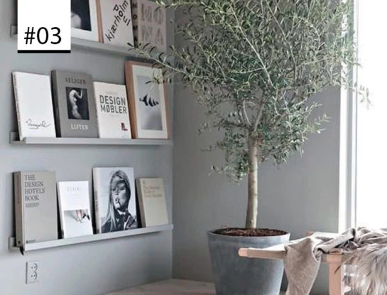 #Los100DeParaTi: Olivo, el árbol que está de moda para decorar la casa