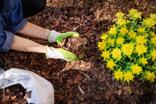 Mulching o acolchado: la técnica de jardinería que protege a tus plantas de las heladas del invierno