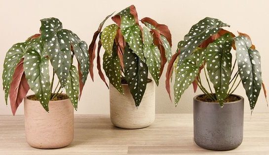 Todo lo que tenés que saber sobre la Begonia punteada: la planta de interior con las hojas más originales y decorativas