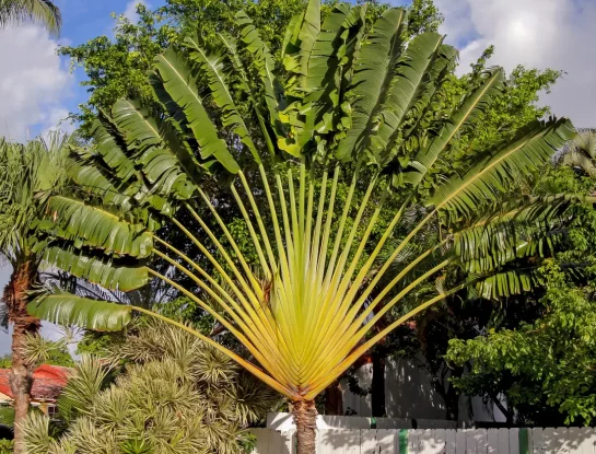 Ravenala: una de las planta más cancheras y buscadas para decorar los exteriores