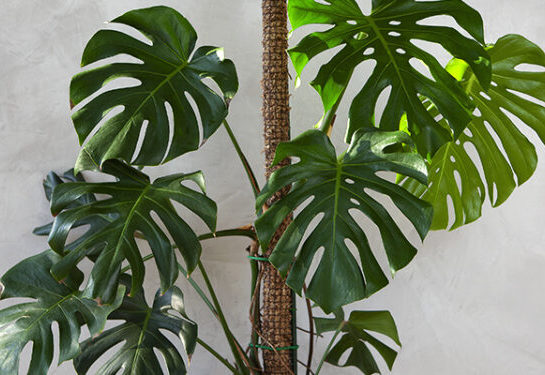 #ManualDeJardinería: cómo hacer tutores para plantas de una manera fácil, rápida y low cost