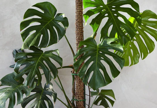 #ManualDeJardinería: cómo hacer tutores para plantas de una manera fácil, rápida y low cost