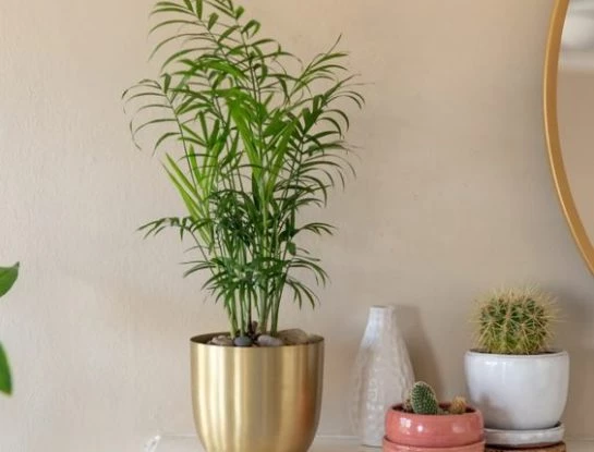 Chamaedorea elegans: la palmera de interior perfecta para darle un look exótico y canchero al espacio