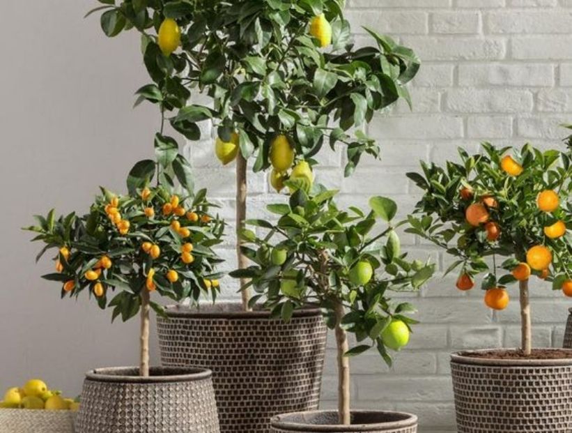 Los mejores árboles frutales para cultivar en macetas y decorar la casa –  Revista Para Ti