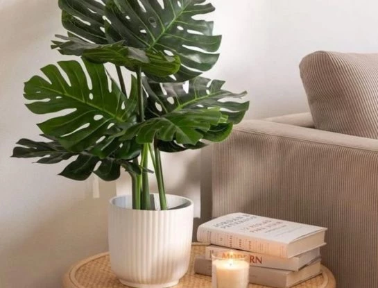 Monstera: cómo y dónde ubicar la planta más trendy para atraer la buena suerte según el Feng Shui
