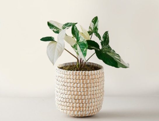 Singonio marmolado: la planta de moda más delicada y fácil de cuidar