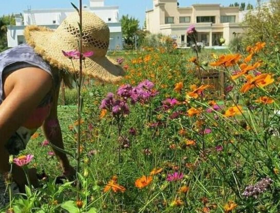 #ManualDeJardinería: cómo armar una pradera en tu jardín, la nueva tendencia para decorar los exteriores