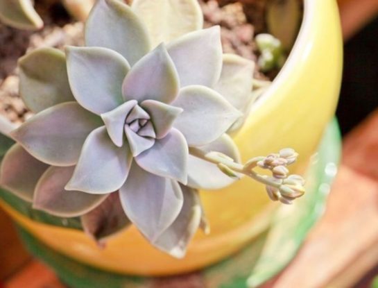 Planta fantasma: la suculenta fácil de cuidar que cambia de color y decora tu casa