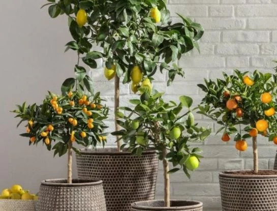 Los mejores árboles frutales para cultivar en macetas y decorar la casa