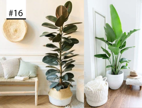 #Los100DeParaTi: Las plantas de la abuela son tendencia deco hoy