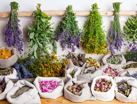 #ManualDeJardinería: sumate al mundo de las plantas medicinales con estas 10 especies milenarias fáciles de cultivar