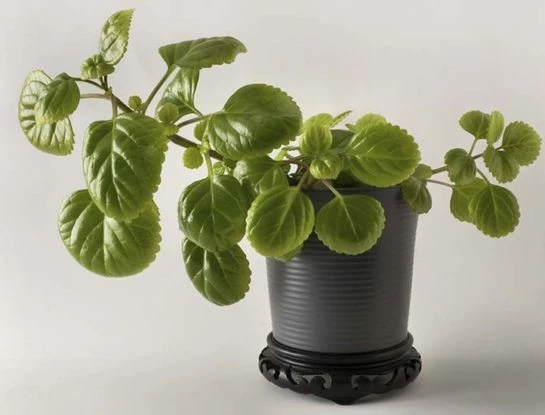 Feng Shui: 5 espacios donde NO colocar la planta del dinero