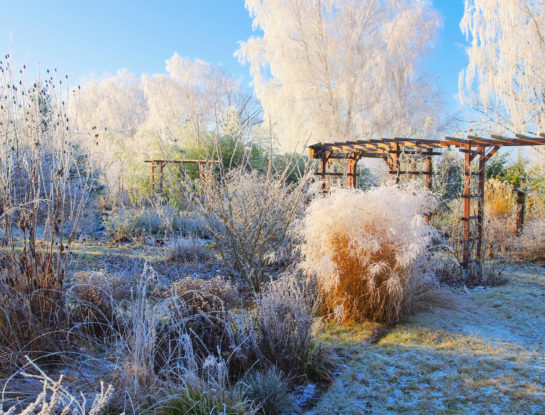 #ManualDeJardinería: cómo cuidar tus plantas de las heladas del invierno