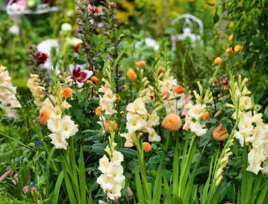 #ManualDeJardinería: todo lo que tenés que saber sobre el cultivo de bulbos