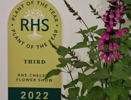 Una salvia marplatense se consagró "Planta del año" en la feria de jardinería más importante del mundo