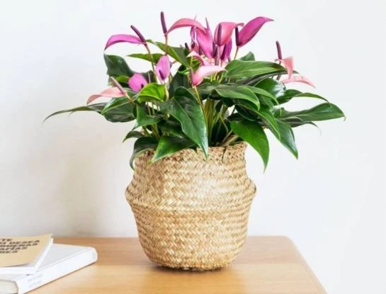 Anturio lila: la planta más delicada para decorar tu casa