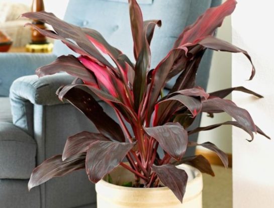 Drácena rubra: la planta más trendy para decorar y darle color a tus espacios