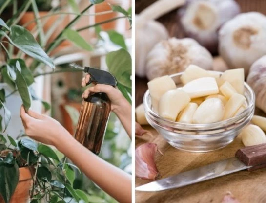 La fórmula casera para mantener tus plantas sanas y libres de plagas