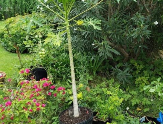 #ManualDeJardinería: recorré el jardín de Gabriel, el "huertuber" argentino con más de 1 millón de seguidores